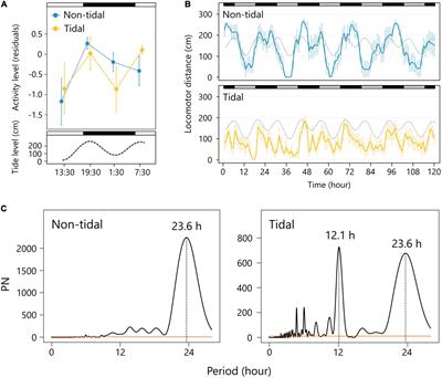 Endogenous rhythm variation and adaptation to the tidal environment in the freshwater snail, Semisulcospira reiniana